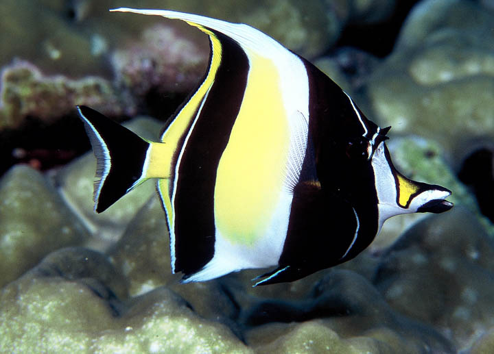 ZANCLUS CANESCENS